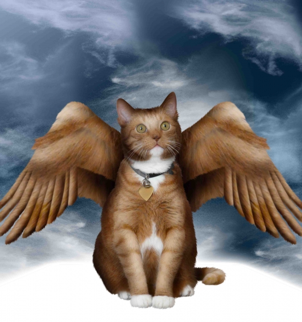 Creation of Angel: Step 10